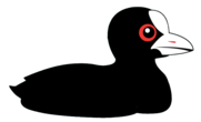 Coot logo